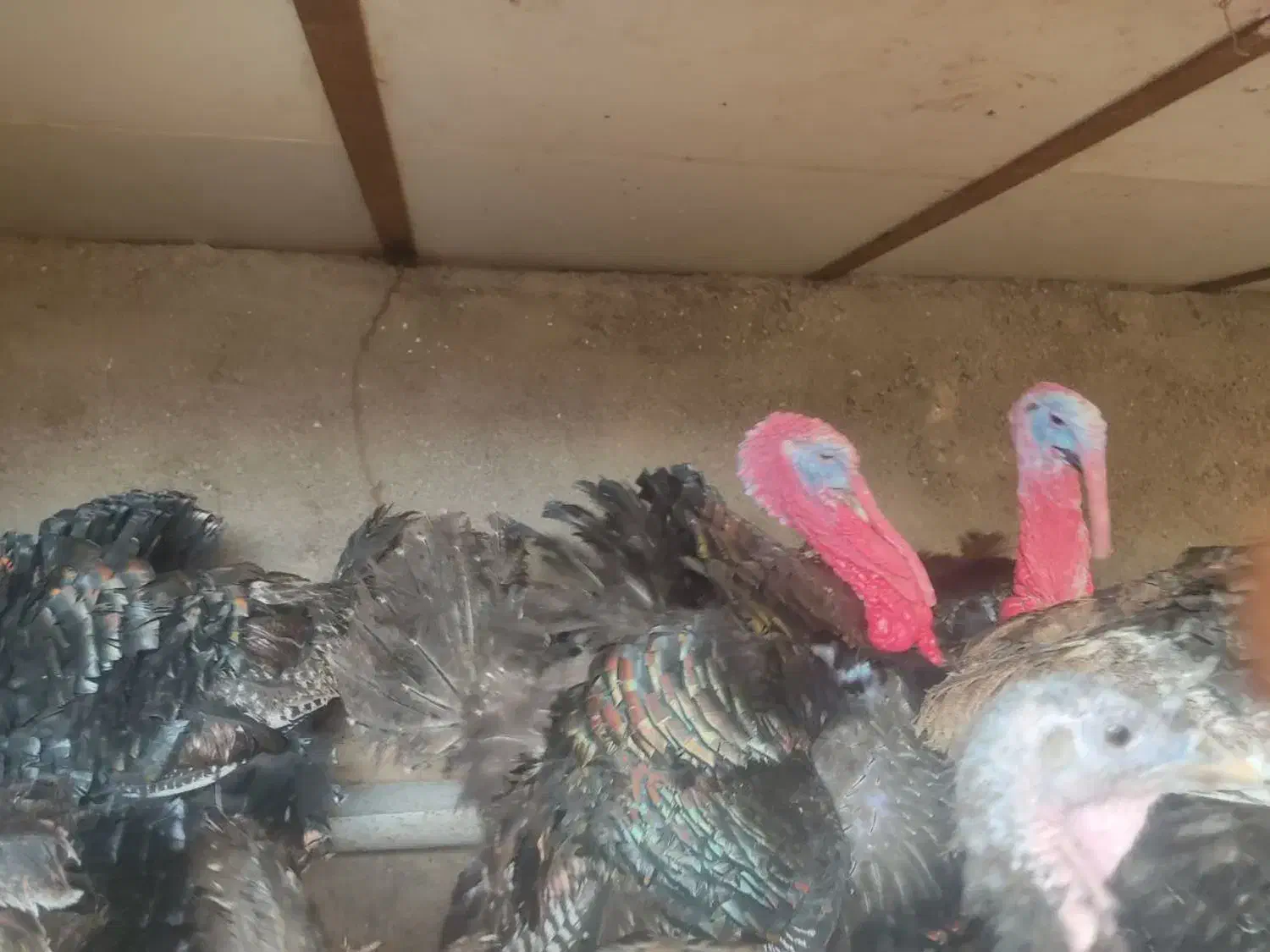 بوقلمون نر برنزه|حیوانات مزرعه|مشهد, كنويست|دیوار