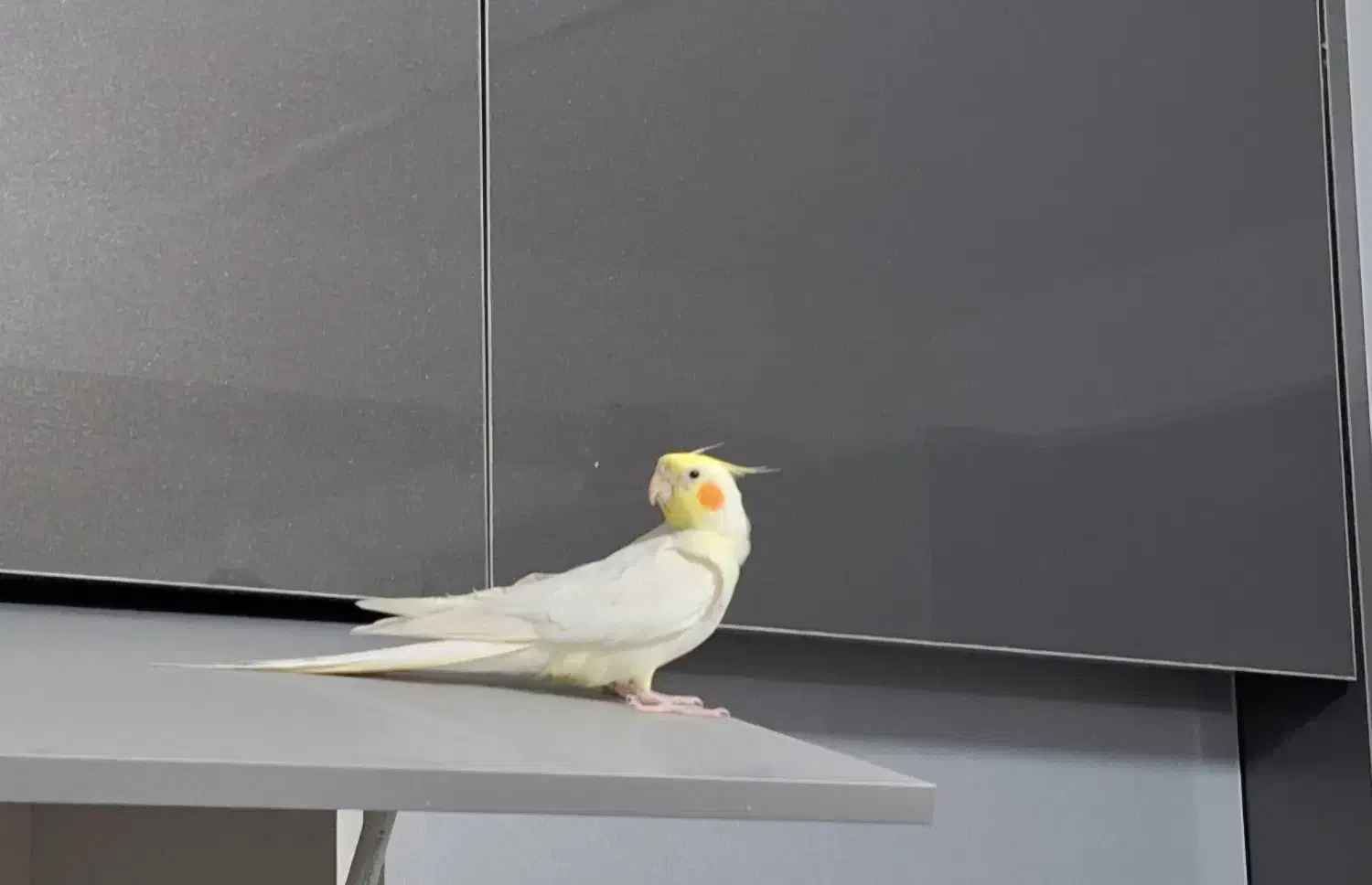 عروس هلندی سخنگو|پرنده|پردیس, فاز ۸|دیوار