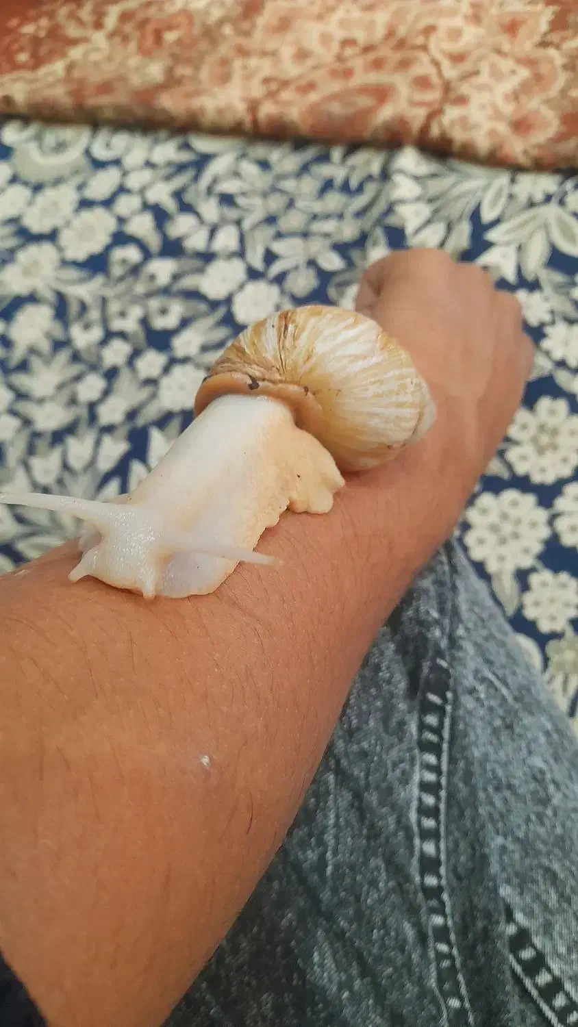 حلزون آلبینو ۲عدد مولد تخم هم دارن|خزنده|خوی, |دیوار