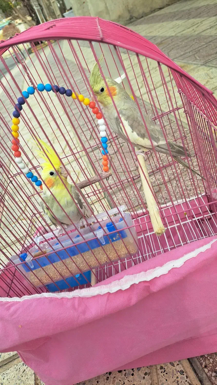 فروش یه جفت عروس هلندی نر و ماده بالغ|پرنده|مهدی شهر, |دیوار