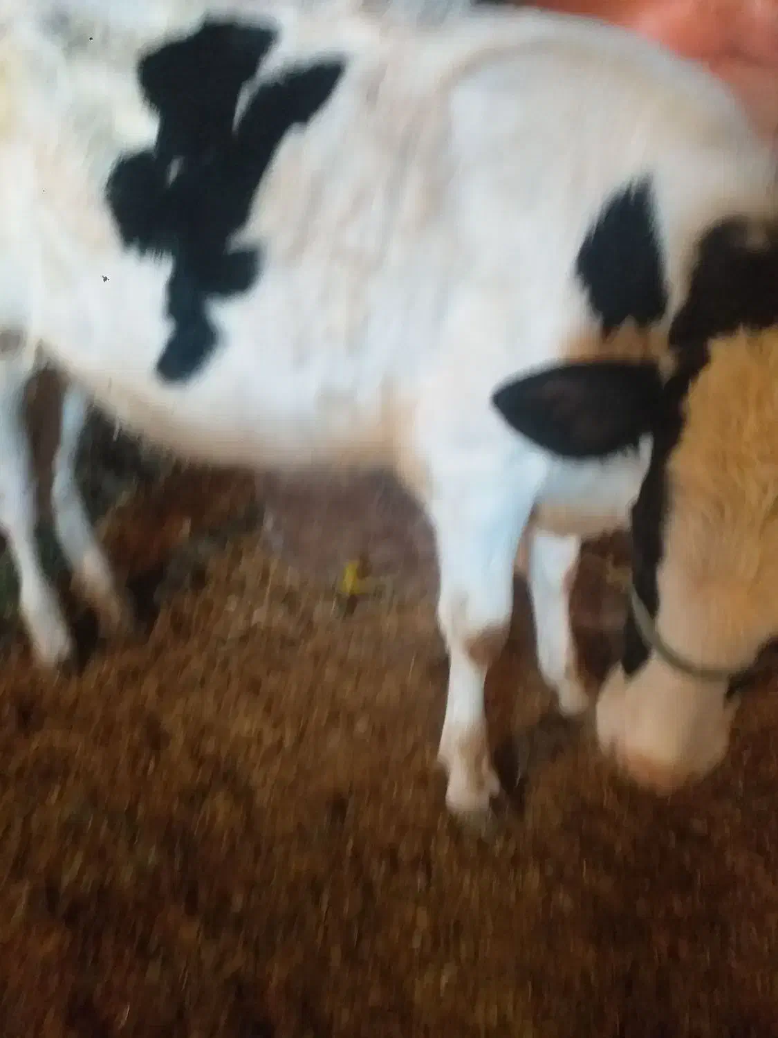 گوسفند|حیوانات مزرعه|سنقر, |دیوار