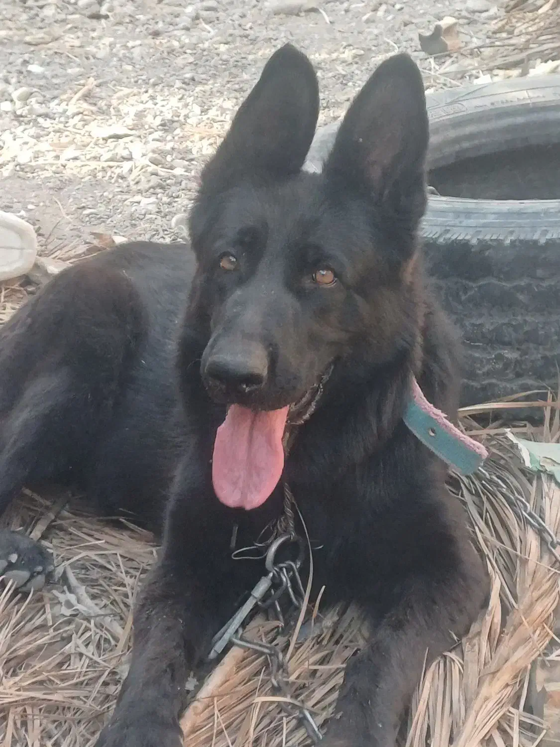 ژرمن بلک ماده|سگ|جیرفت, |دیوار