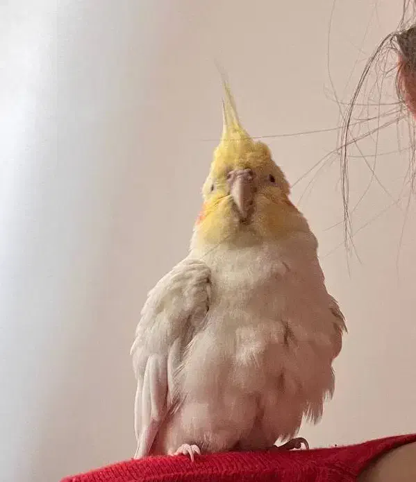 عروس هلندی جفت نژاد ژاپنی|پرنده|اصفهان, باغ نگاره|دیوار