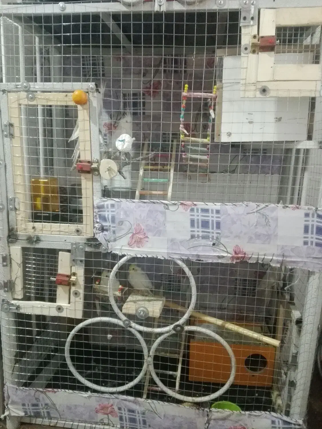 عروس هلندی و البینو|پرنده|کبودرآهنگ, |دیوار