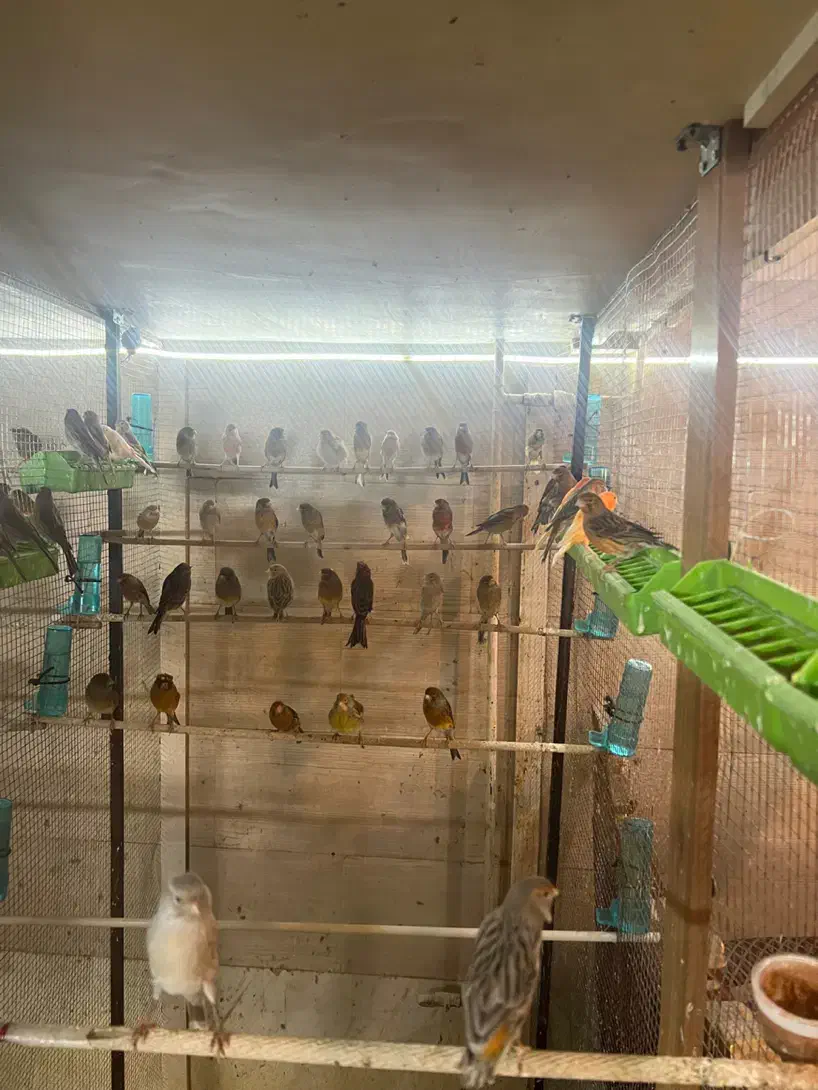 ۱۰۰عدد قناری مست|پرنده|ملایر, |دیوار