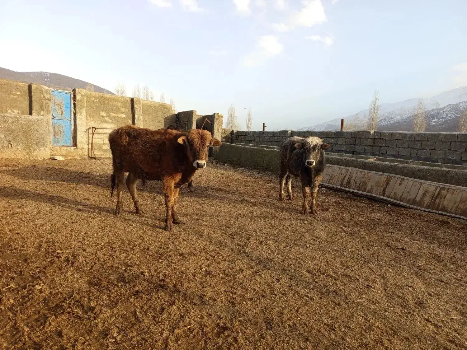 گوساله|حیوانات مزرعه|سروآباد, |دیوار