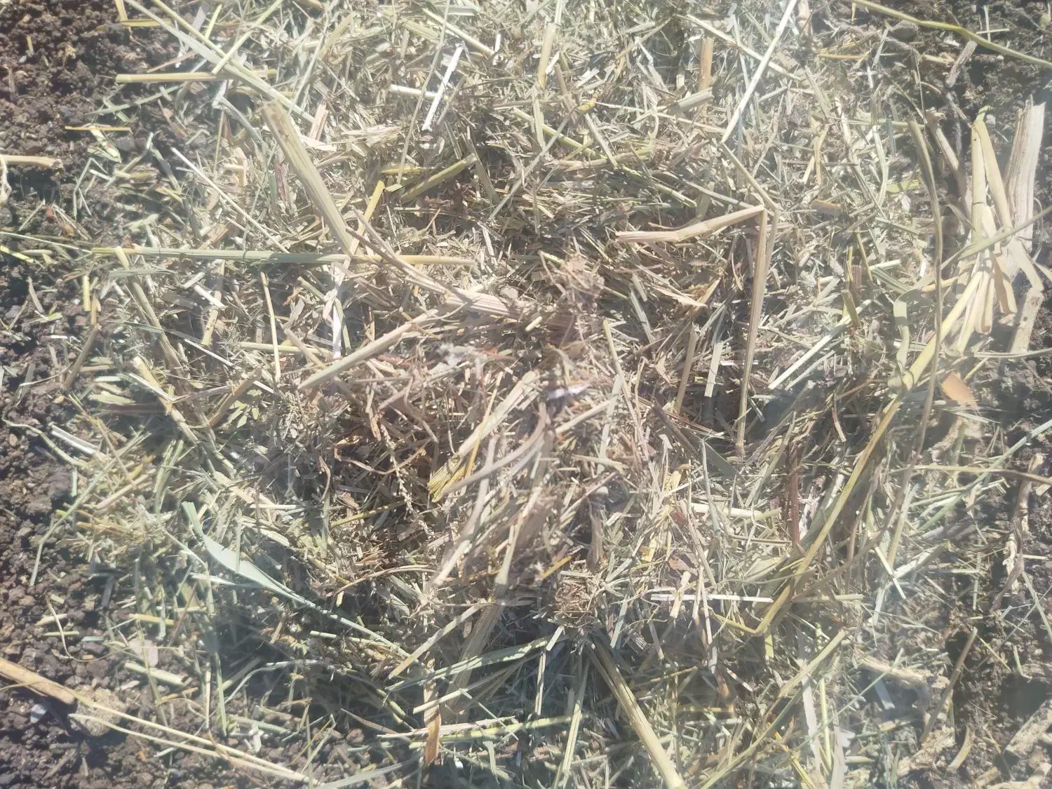 کاه تمیز و تازه|حیوانات مزرعه|سیلوانه, |دیوار