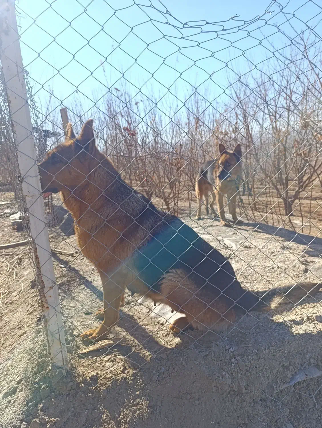 سگ ژرمن|سگ|ملایر, |دیوار