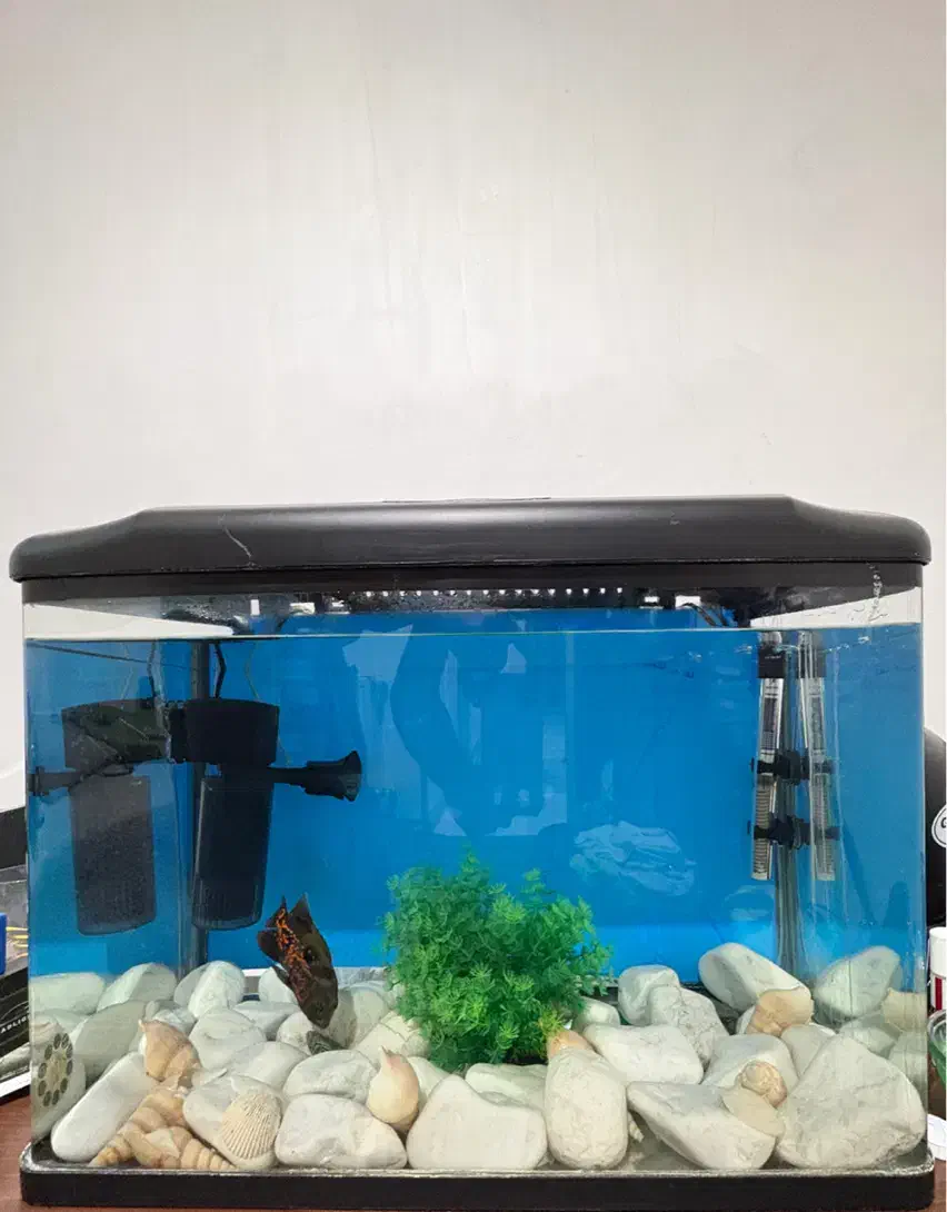 آکواریوم شیشه خم|ماهی|مشکیندشت, |دیوار