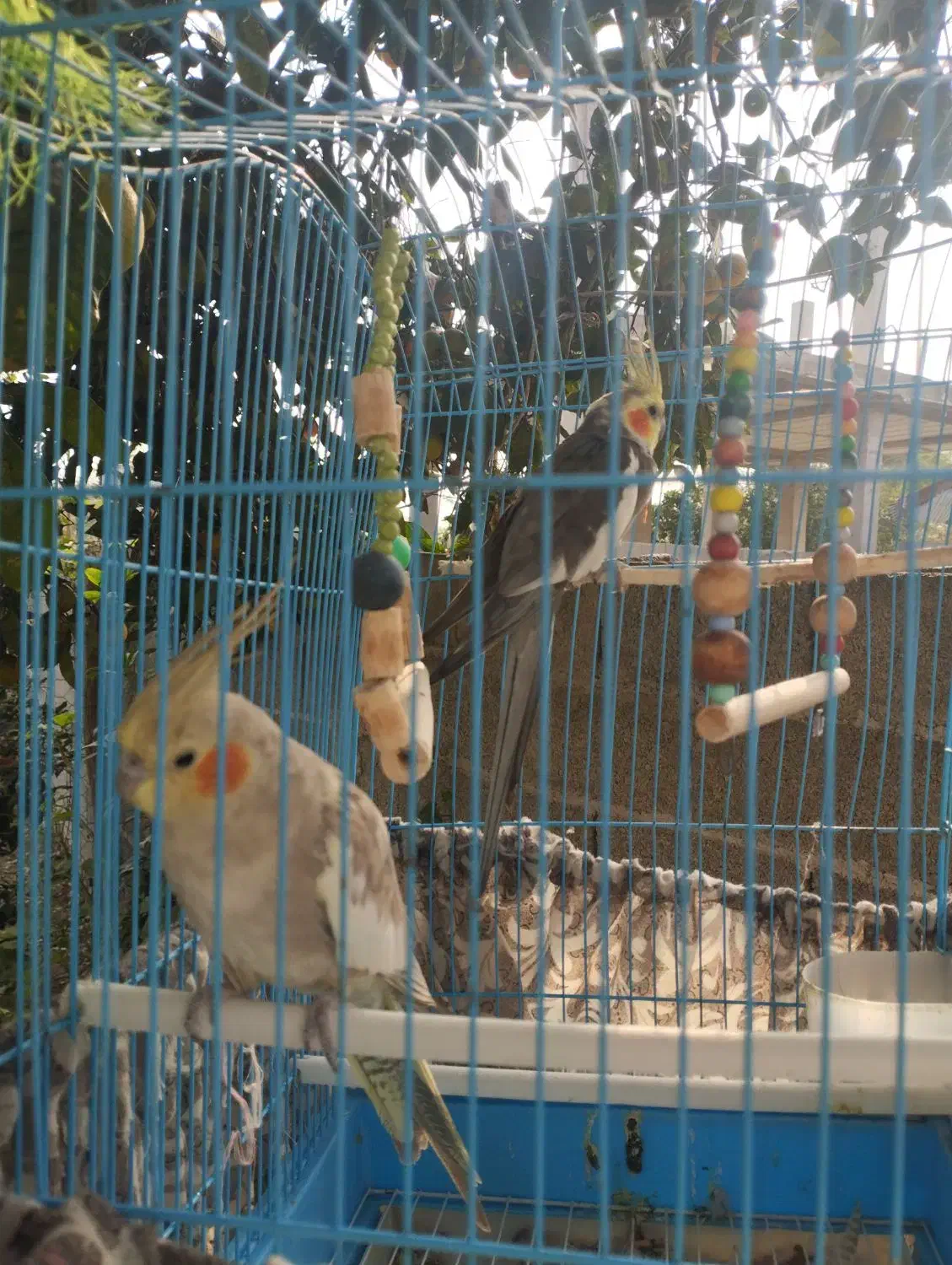 یه جفت عروس هلندی بالغ و سالم|پرنده|ماسال, |دیوار