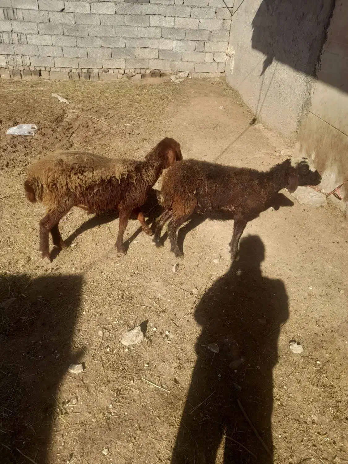 بره ماده|حیوانات مزرعه|باغ حلی, |دیوار