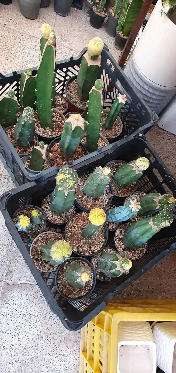 گیاه کاکتوس آستریاس افوربیا|گل و گیاه طبیعی|تهران, ائمه اطهار|دیوار