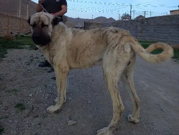 گمشده|حیوانات|ارومیه, |دیوار