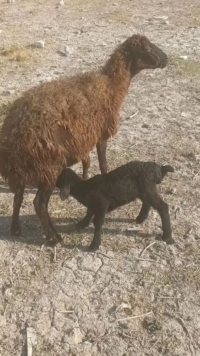 میش و بره|حیوانات مزرعه|قم, بوستان جوان|دیوار