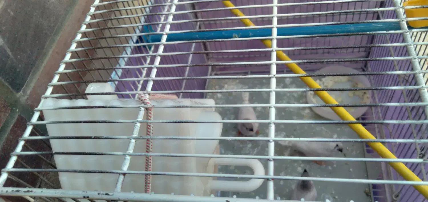 فنچ نو جوان سفید اشکی|پرنده|شاهین‌شهر, گرگاب|دیوار