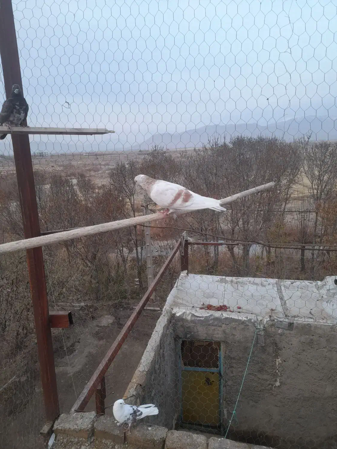 فروش کبوترهما زرد|پرنده|خزل, |دیوار