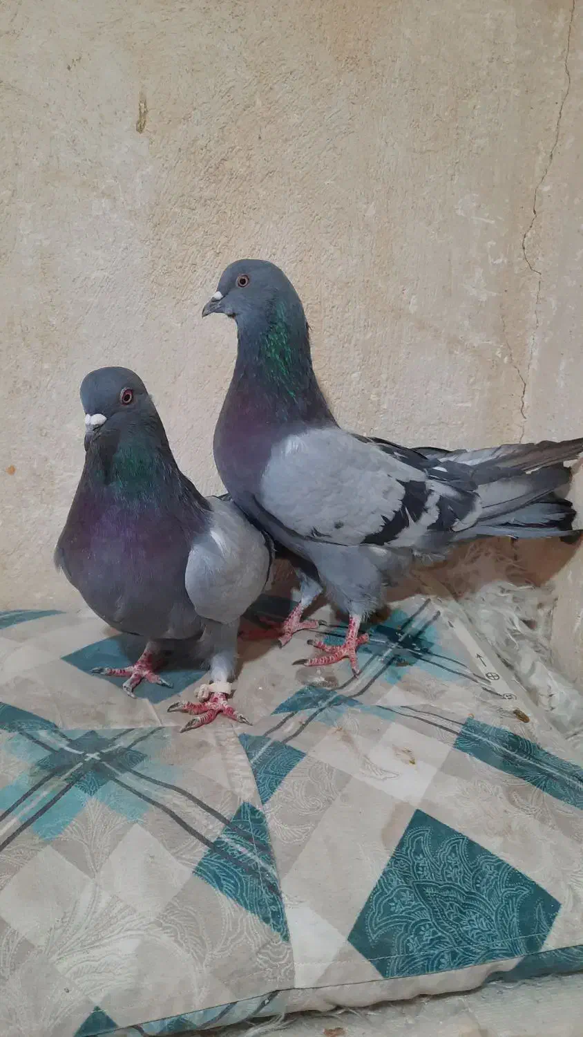 نروماده اصفهانی پربشن|پرنده|خمینیشهر, |دیوار