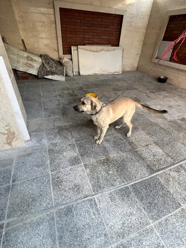 سگ نگهبان|سگ|بومهن, |دیوار