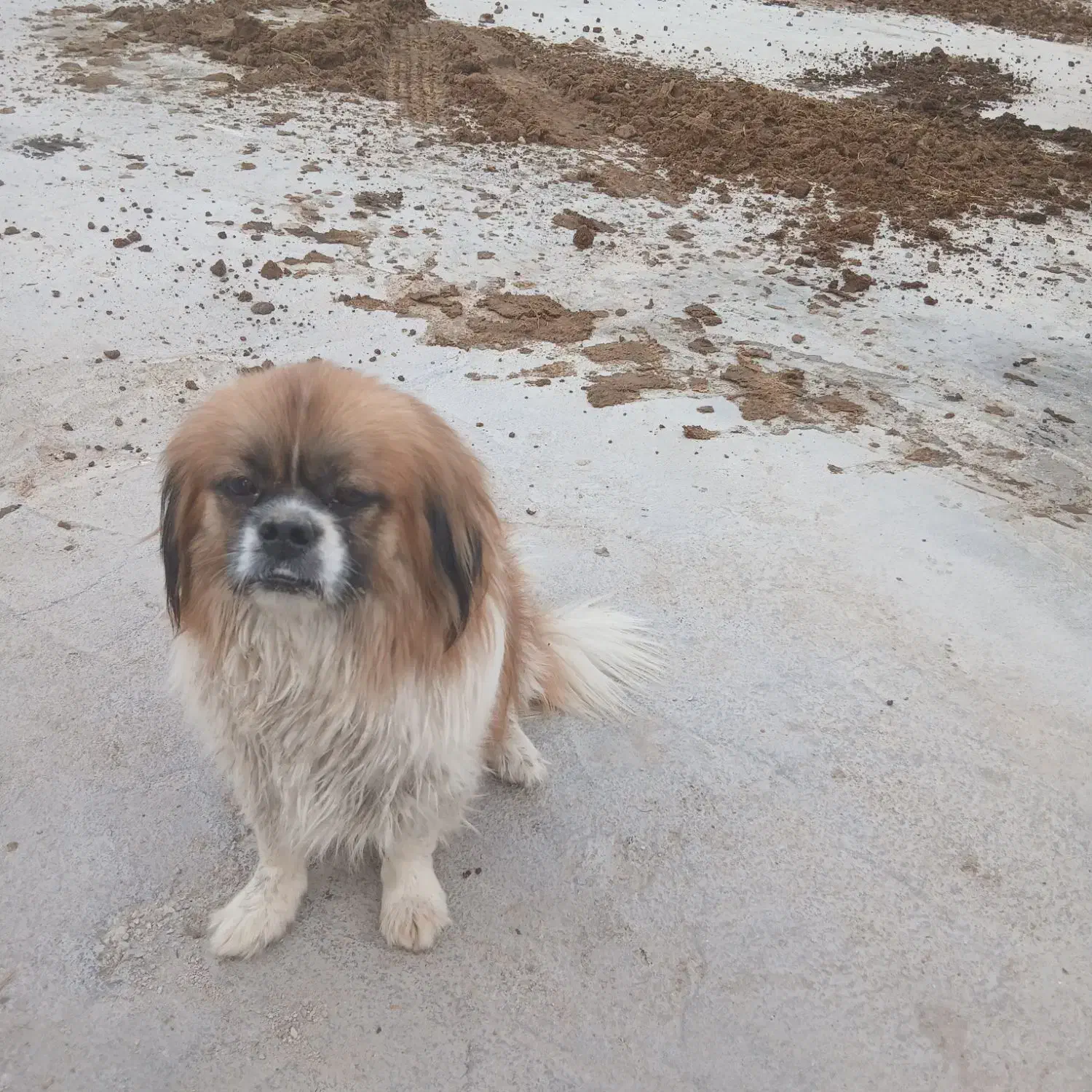 سگ خانگی|سگ|رامهرمز, |دیوار