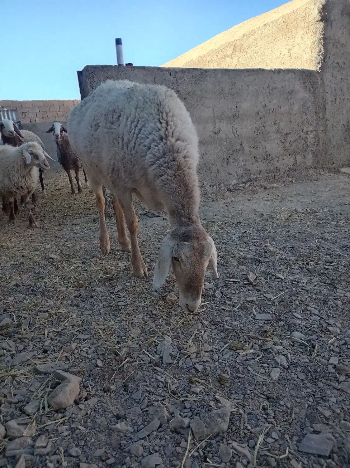 کابر چینی  قندوزی|حیوانات مزرعه|درمیان, |دیوار