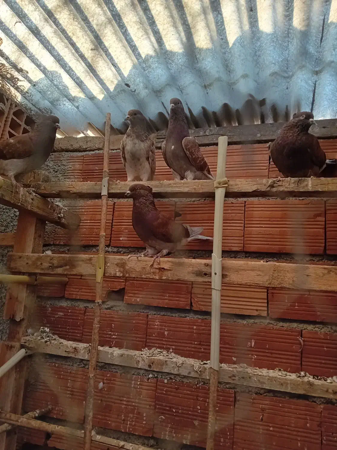 کبوتر تک پر پرشی|پرنده|بندر ترکمن, |دیوار