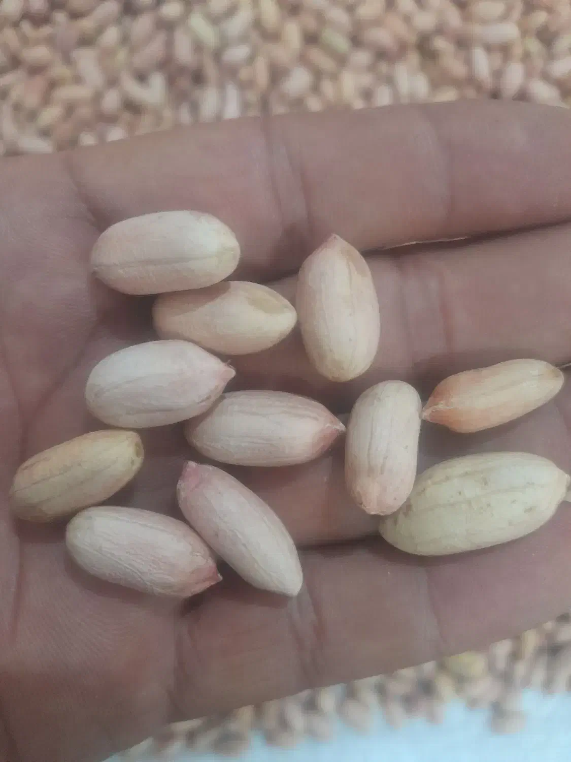 فروشی بادام زمینی برشته شده درجه یک|خوردنی و آشامیدنی|پاکدشت, حصار امیر|دیوار