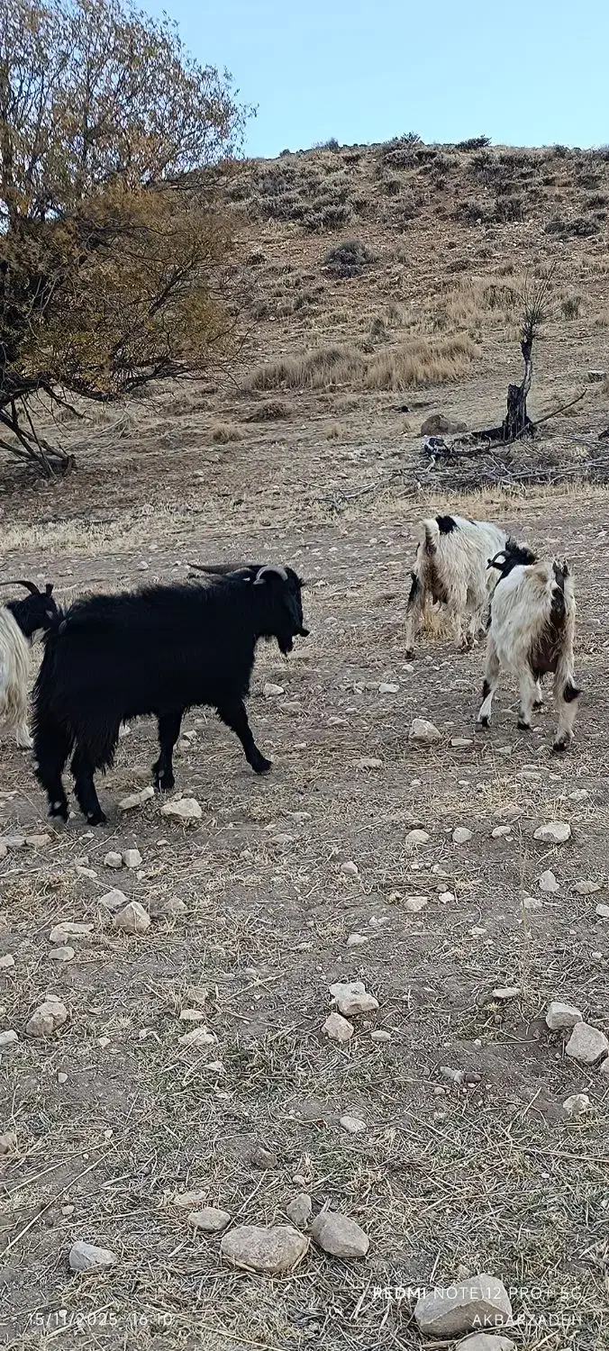 فروش پازن گله|حیوانات مزرعه|چیتاب, |دیوار