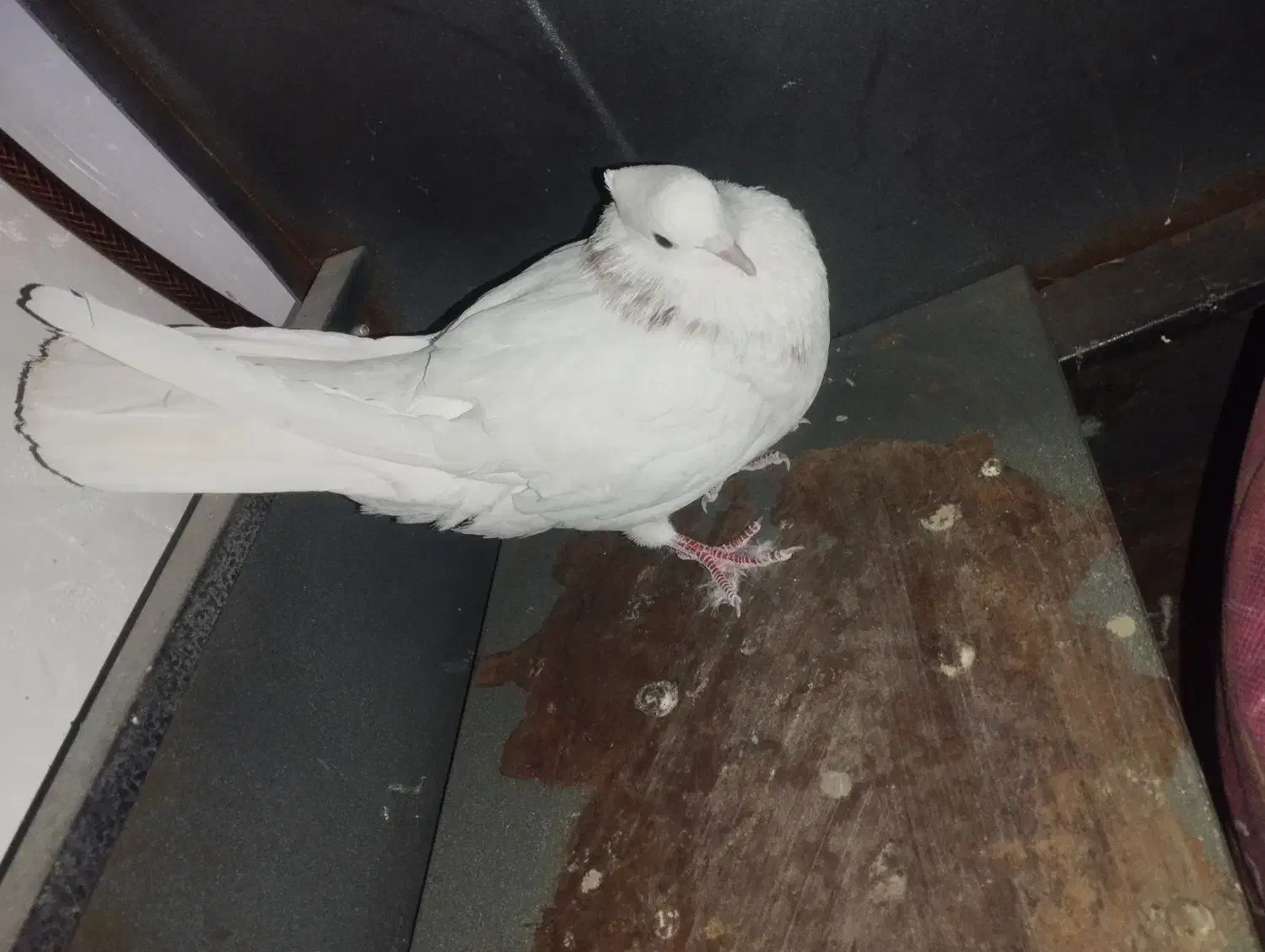 کبوتر نر طوقی|پرنده|شاهرود, |دیوار