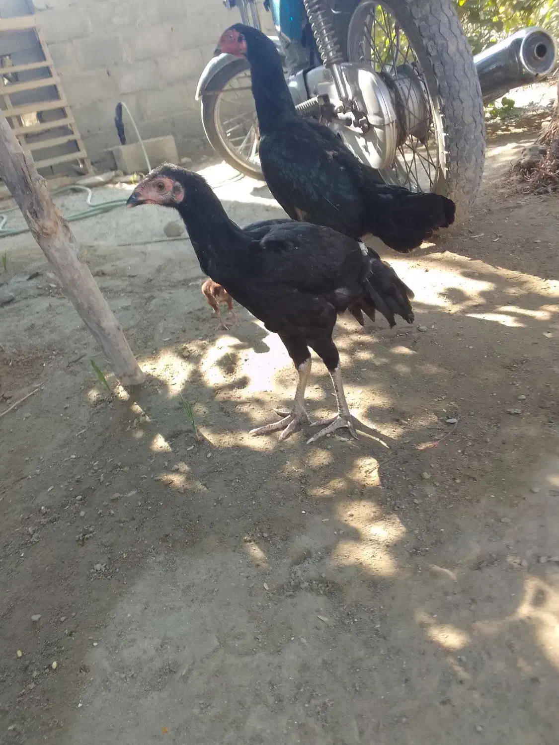 مرغ مامله با خروس|حیوانات مزرعه|بند زرک, |دیوار