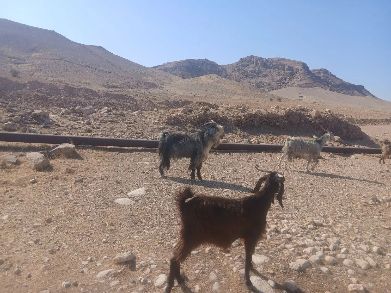 سابرین یا نربز|حیوانات مزرعه|اندیمشک, |دیوار