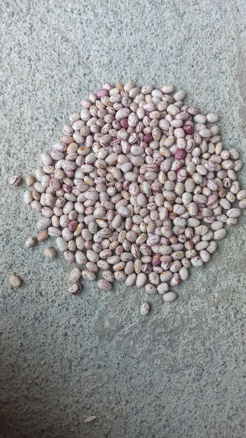 فروش لوبیا چیتی|خوردنی و آشامیدنی|دهگلان, |دیوار