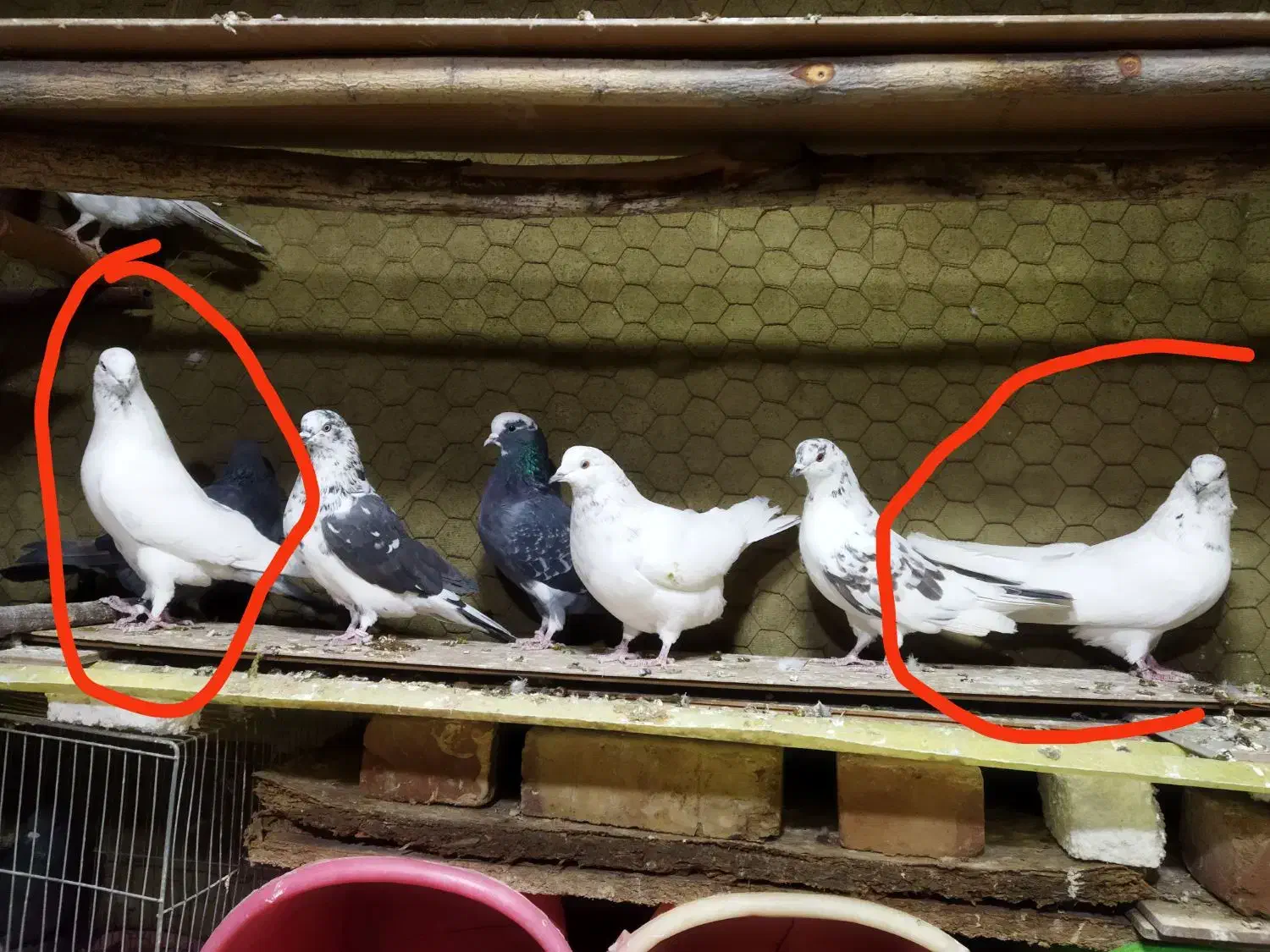 فروشی دو عدد نر|پرنده|نوشین شهر, |دیوار