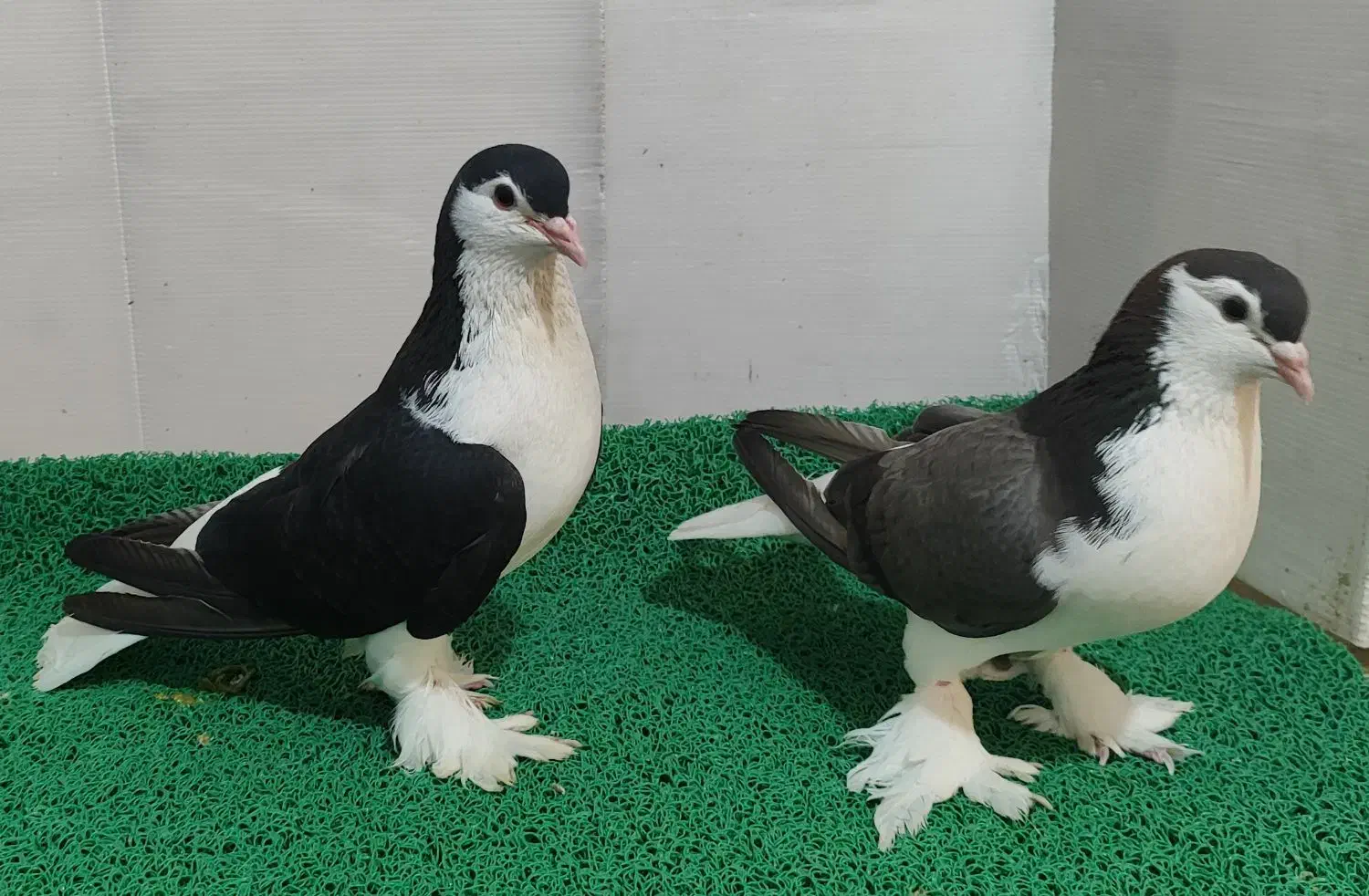 کبوتر لاهور|پرنده|نقده, |دیوار