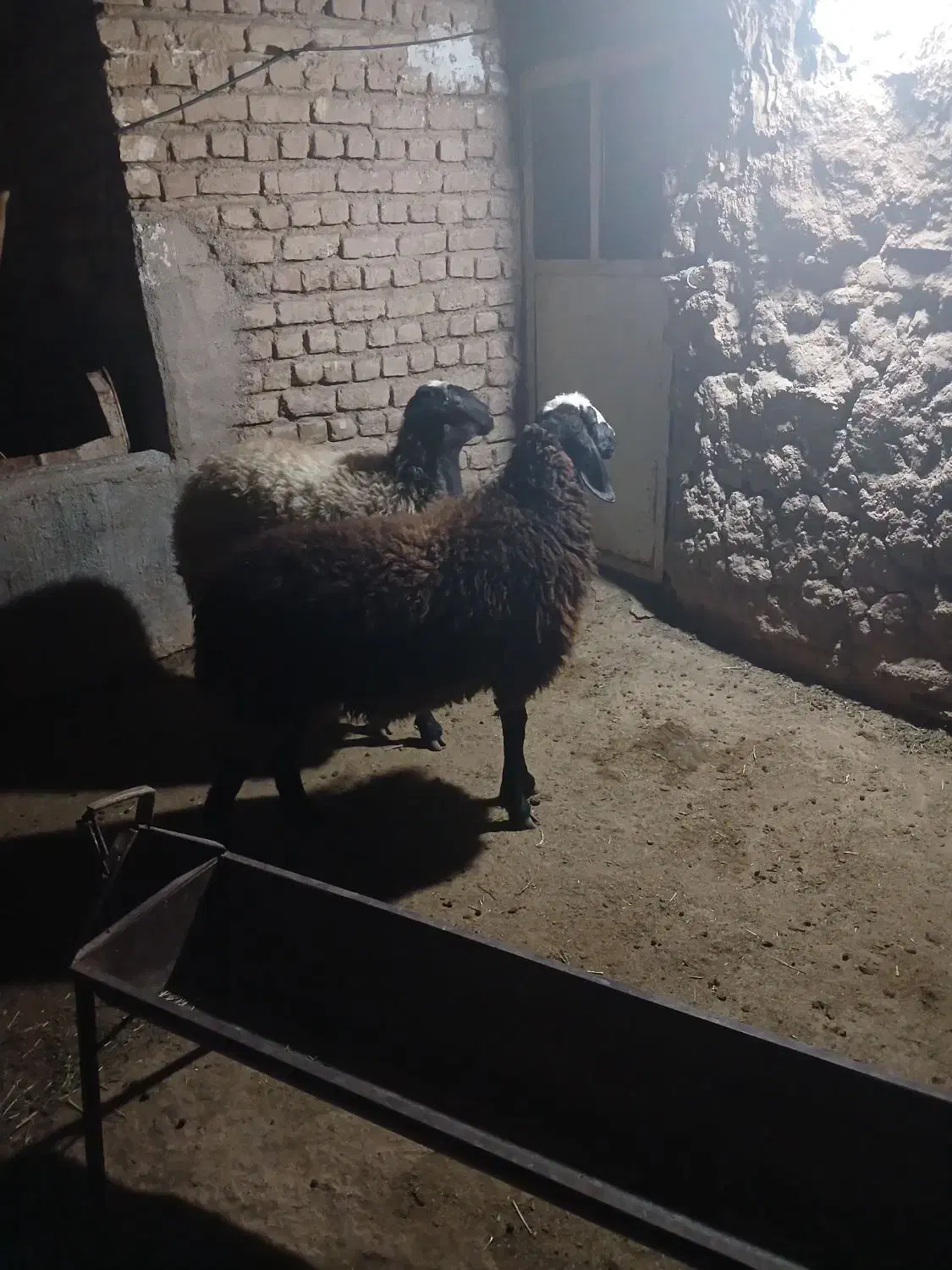 بره شالی|حیوانات مزرعه|رامند, |دیوار