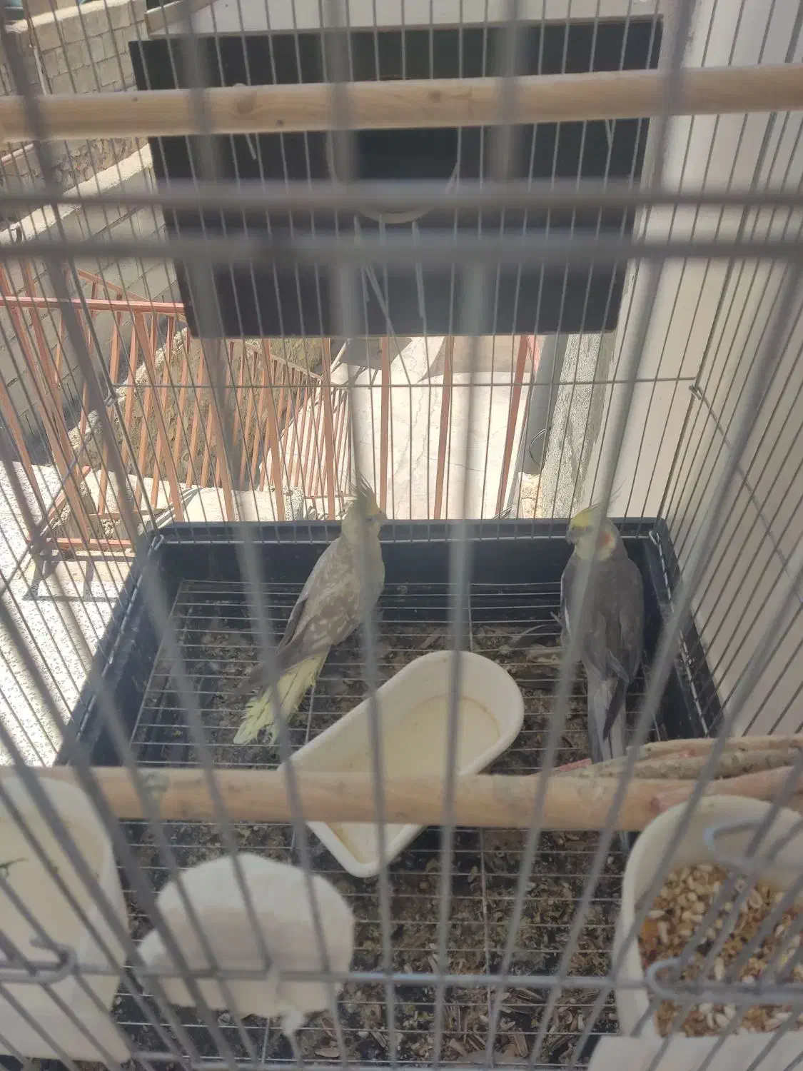 عروس هلندی|پرنده|پاتاوه, |دیوار