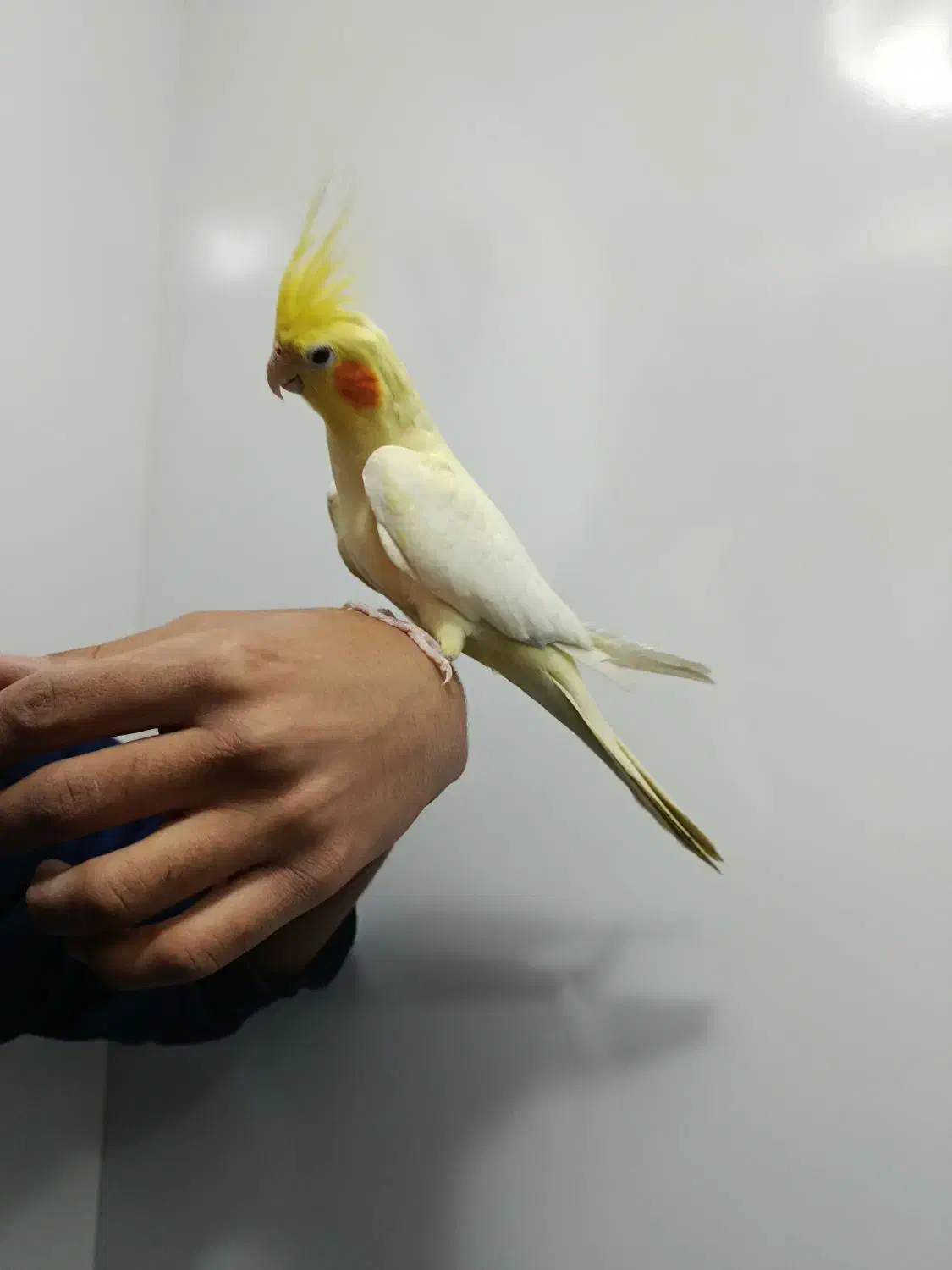 عروس هلندی دستی|پرنده|مشهد, کارگران|دیوار