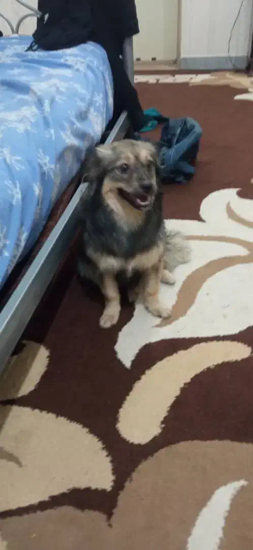 سگ باهوش|سگ|برازجان, |دیوار