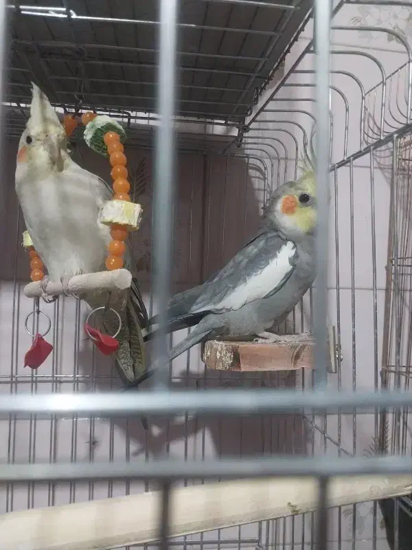 فروشی|بدلیجات|مشگین شهر, |دیوار