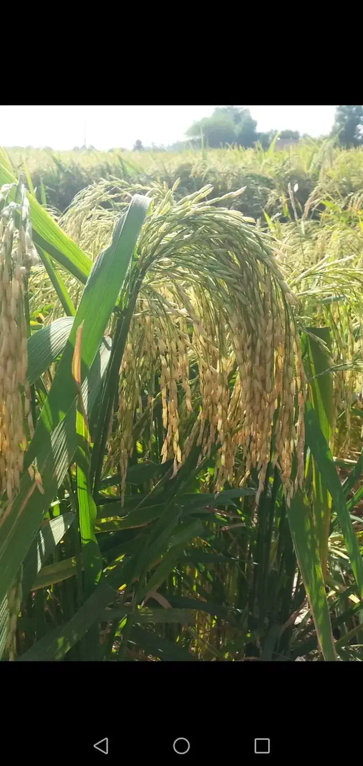 برنج تولکی شوشتر شلتوک|خوردنی و آشامیدنی|امیدیه, |دیوار