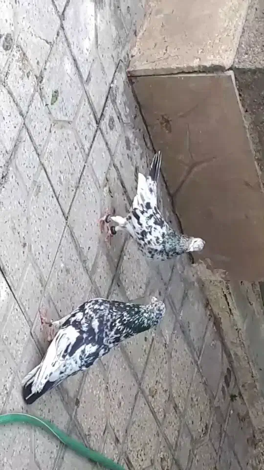 یجفت سرور|پرنده|شیراز, آزادگان|دیوار