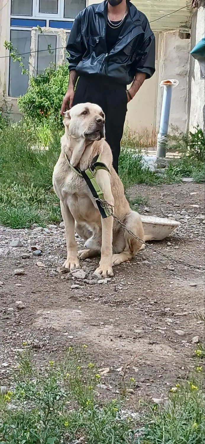 سگ سرابی|سگ|اردبیل, |دیوار