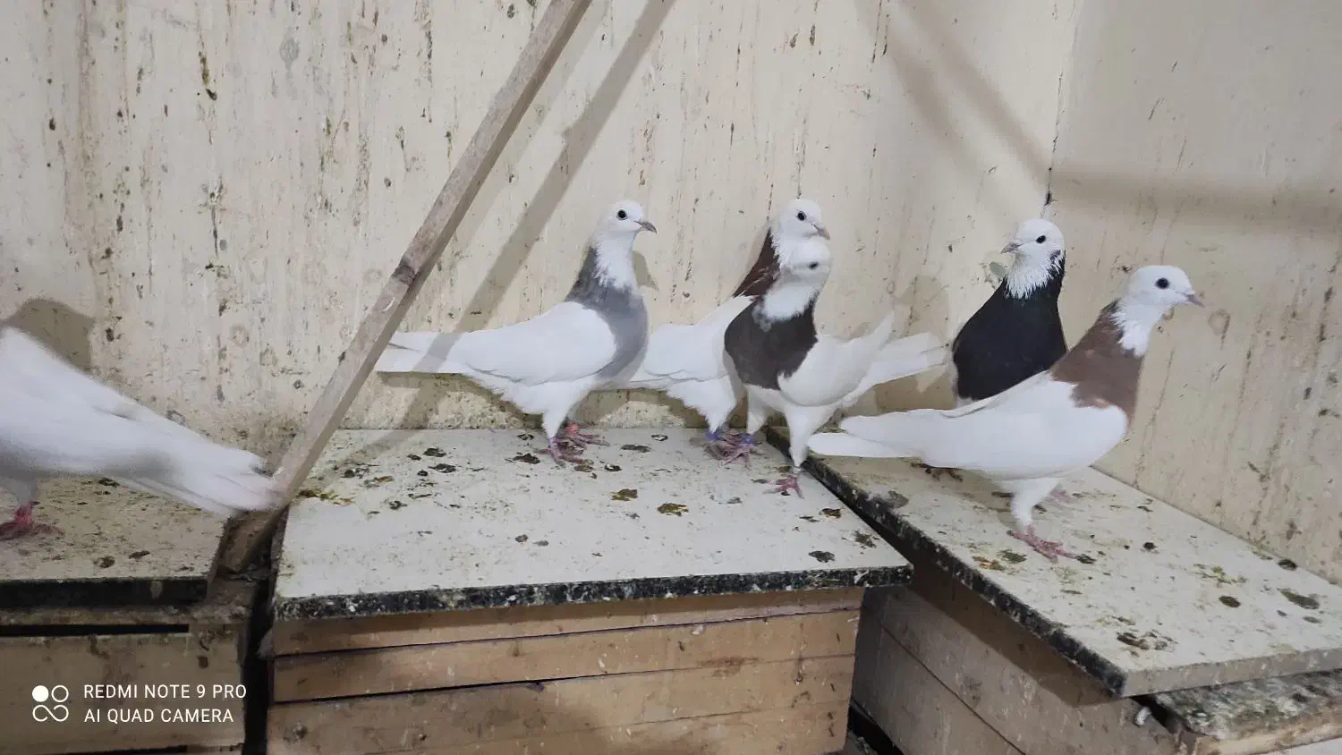 چند عدد کبوتر|پرنده|همدان, |دیوار