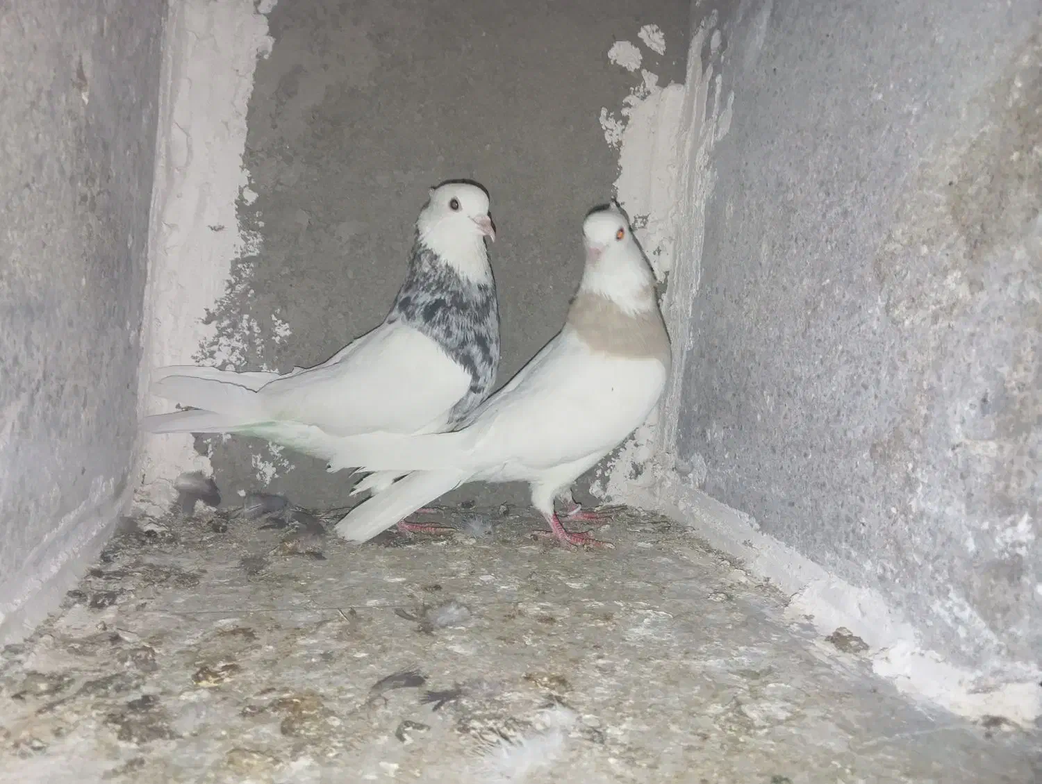 کبوتر|پرنده|ساوه, |دیوار