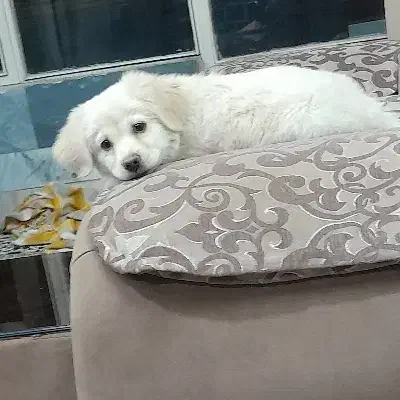 سگ پامر اشپتیز|سگ|اصفهان, پروین|دیوار