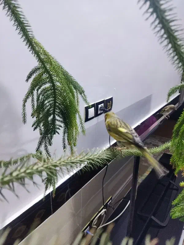 قناری جفت|پرنده|تاکستان, |دیوار