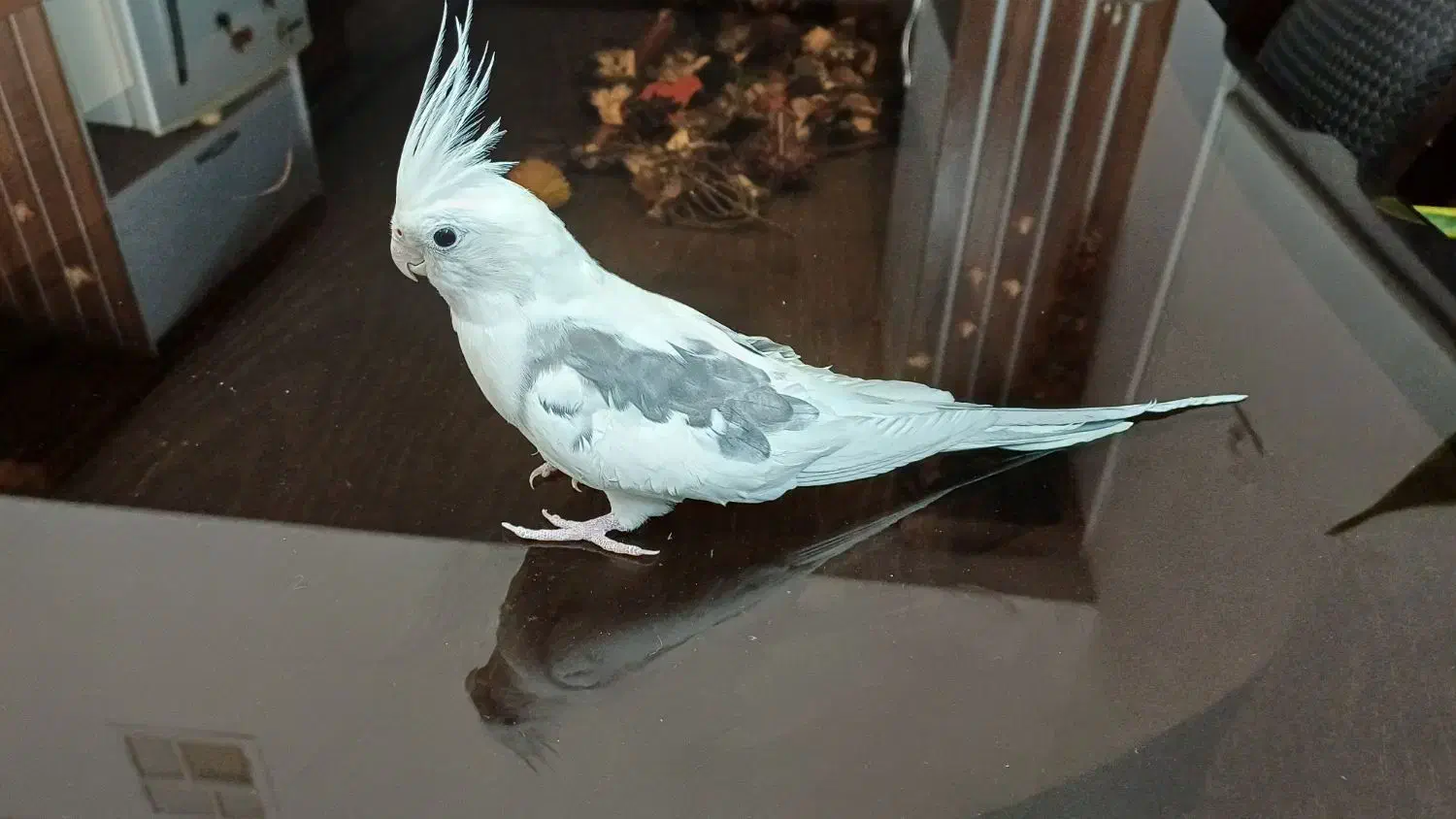 طوطی برزیلی فنچ مرغ عشق عروس قفس|پرنده|محلات, |دیوار