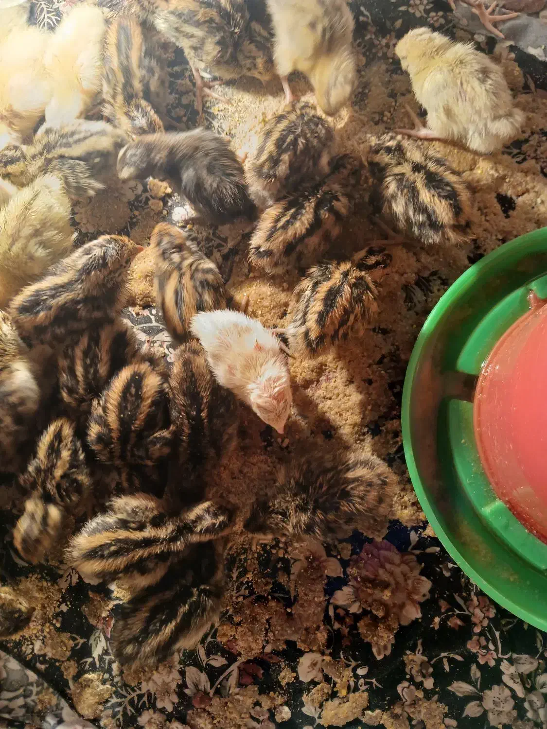 جوجه بلدرچین|حیوانات مزرعه|نیمروز, |دیوار