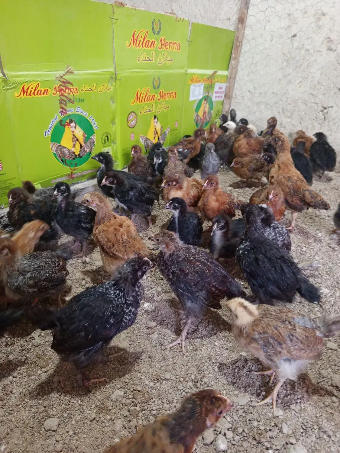 جوجه مرغ شهری|حیوانات مزرعه|قشم, |دیوار