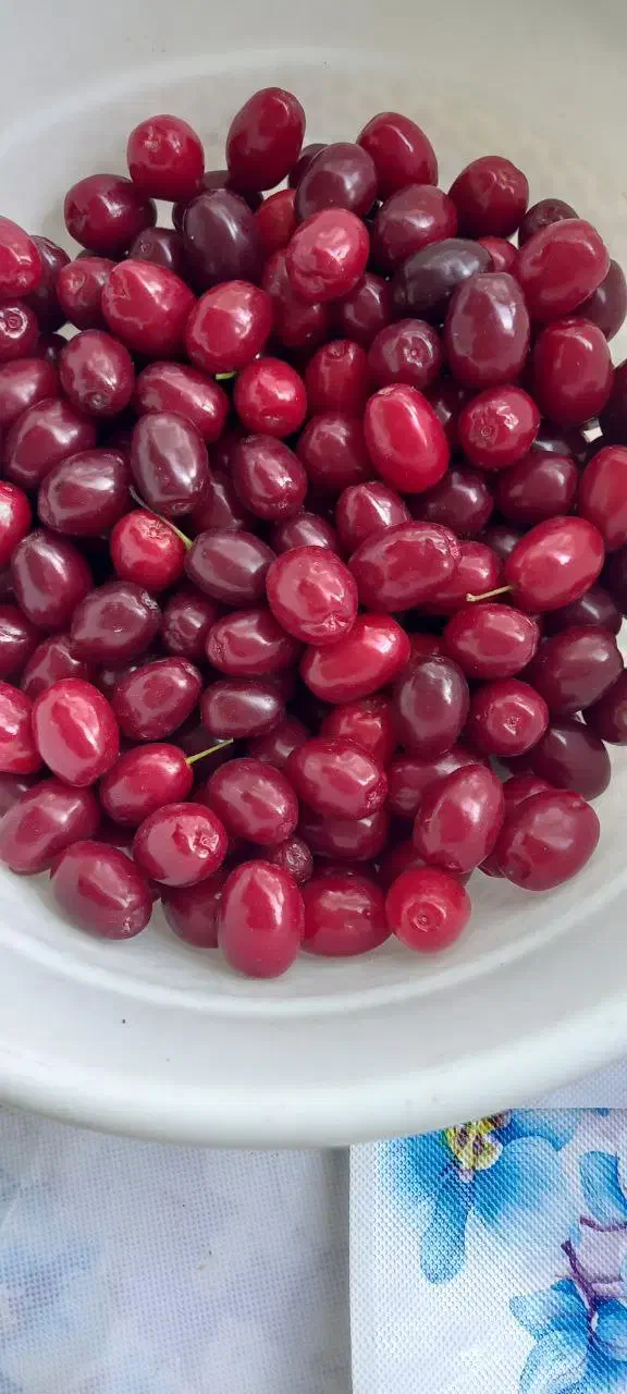 رب زغال اخته|خوردنی و آشامیدنی|محمدیه-قزوین, |دیوار