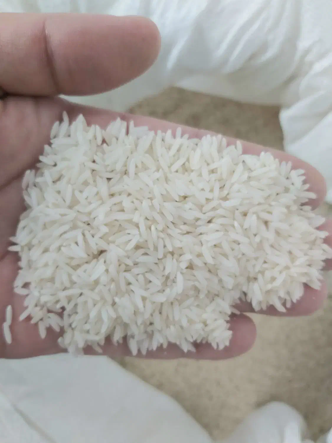 کشت دوم برنج طارم هاشمی اعلاء|خوردنی و آشامیدنی|سرخرود, |دیوار